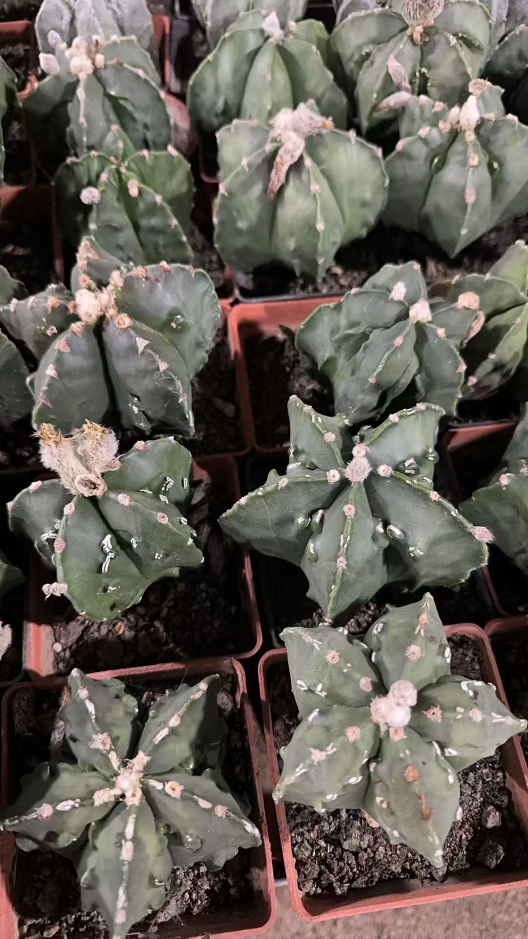 满十八包邮【实生大核桃8-10公分】