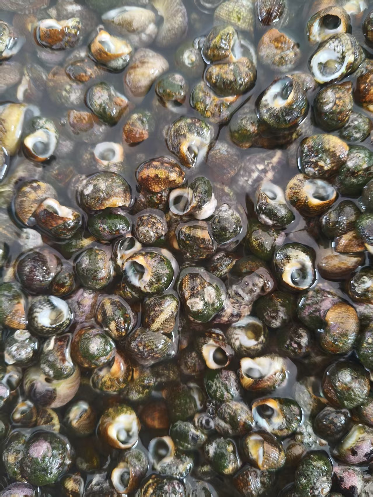 田横岛野生（小号鸡眼螺）沿海城市挑工好的人拍通货有5%左右掉水