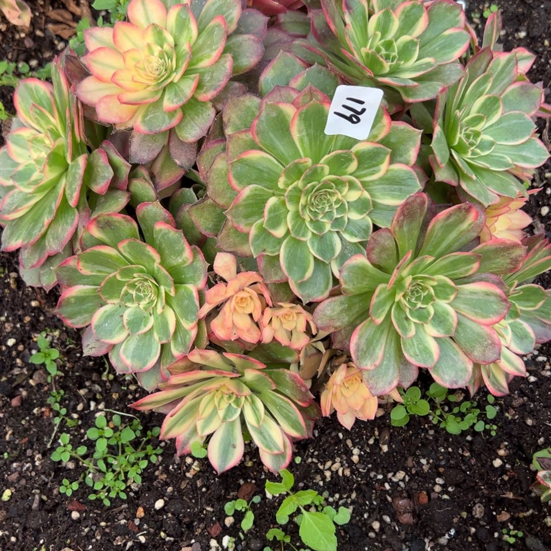 凤***进179黑魔锦多肉多肉多肉