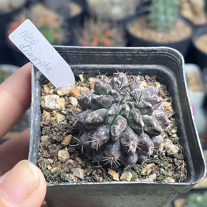 输入种源自根智利球3.7公分