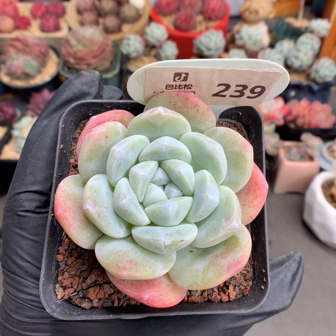 249 玉蝴蝶多肉多肉