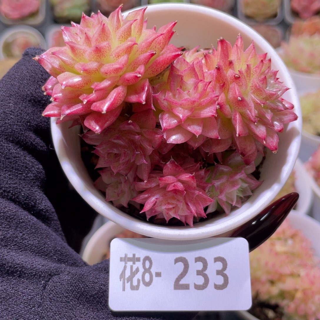 花利美8-233麦秆群
