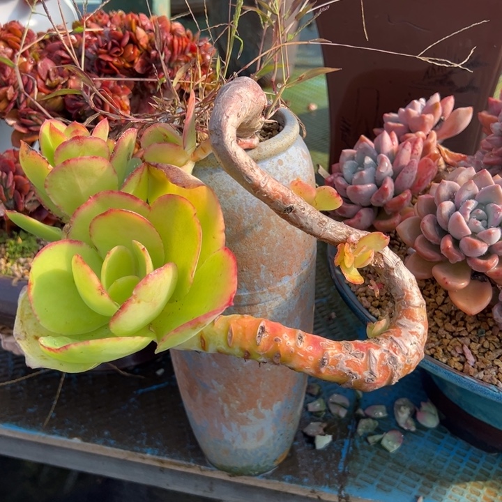 柠檬卷拖走发快递，加了5块钱的运费。