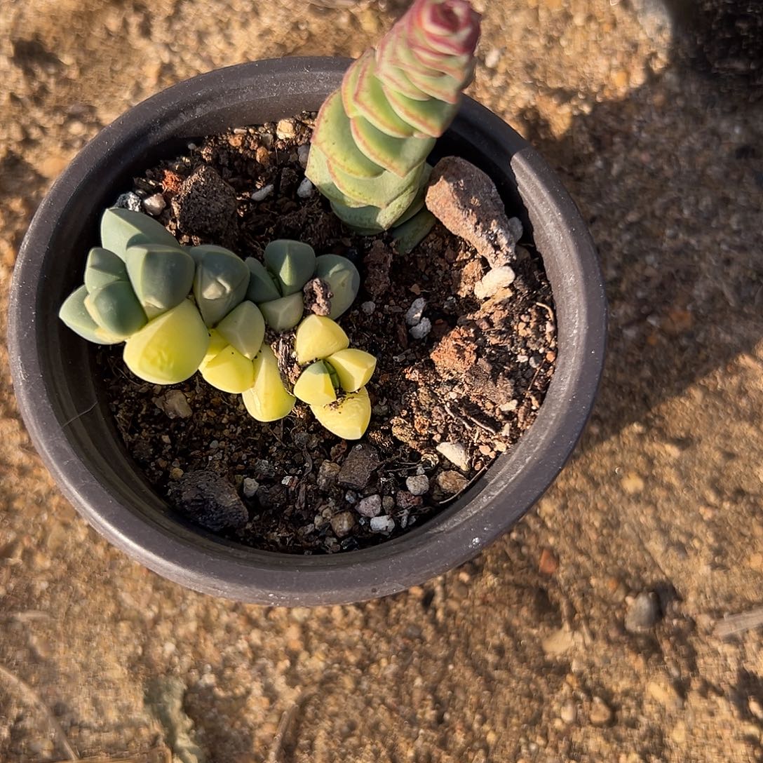 多肉植物鹿角海棠锦