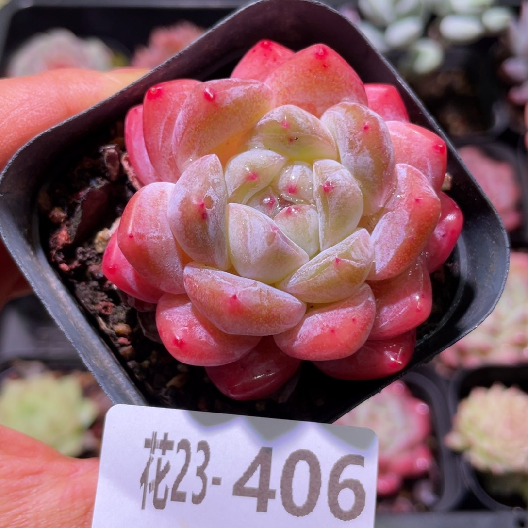 花利美23-406冰 糖  