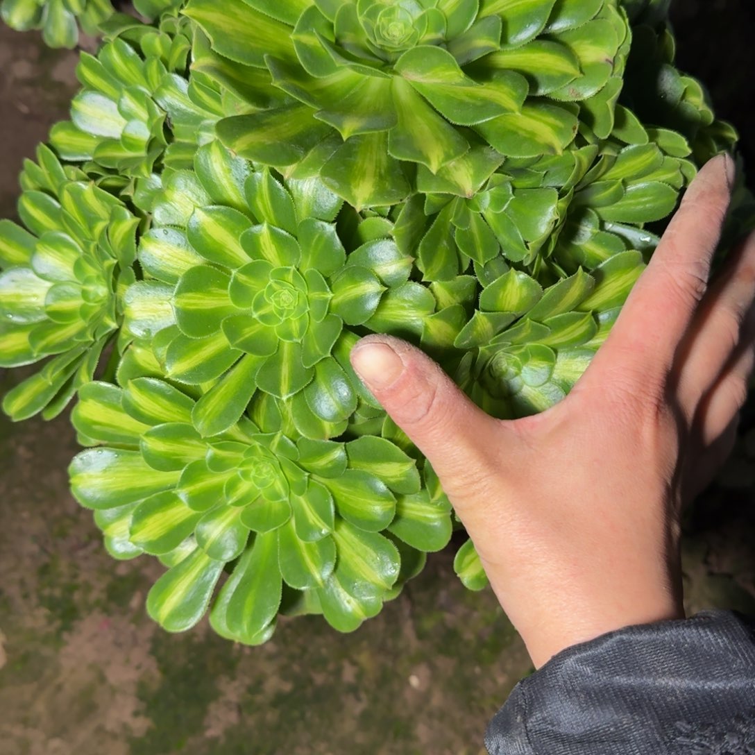 心***人6733琉璃多肉植物