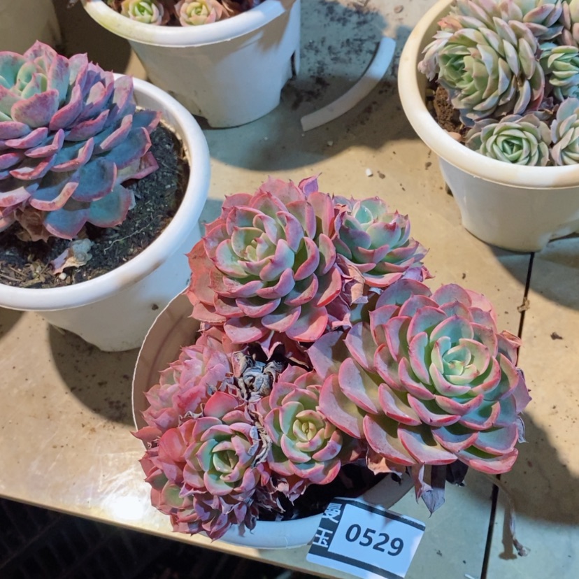 【闪购商品】雨滴0529