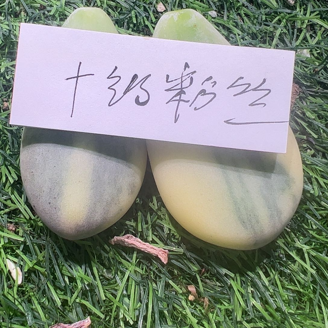 蝈***蝈十级粉丝多肉植物
