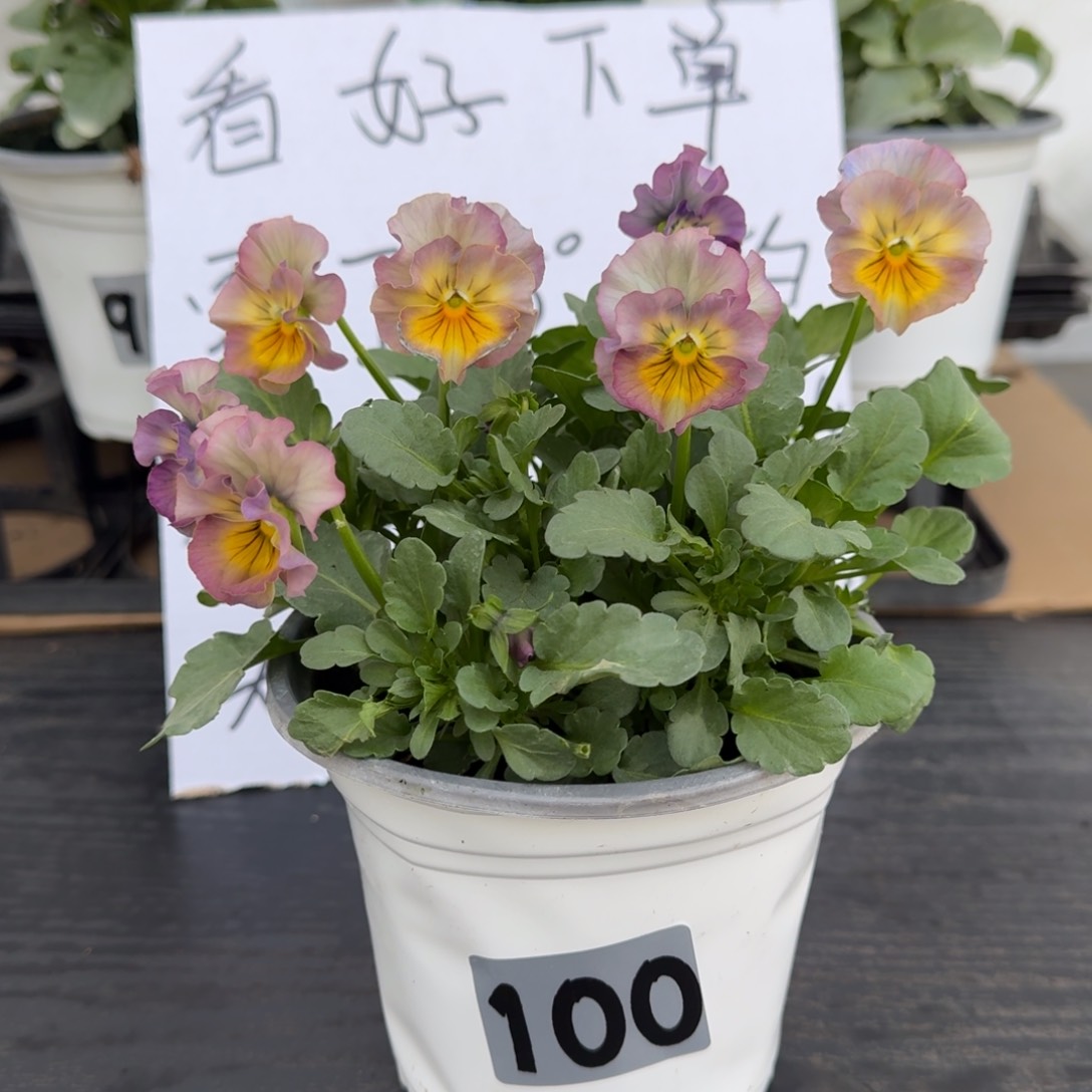 全部花朵100号彩虹女神