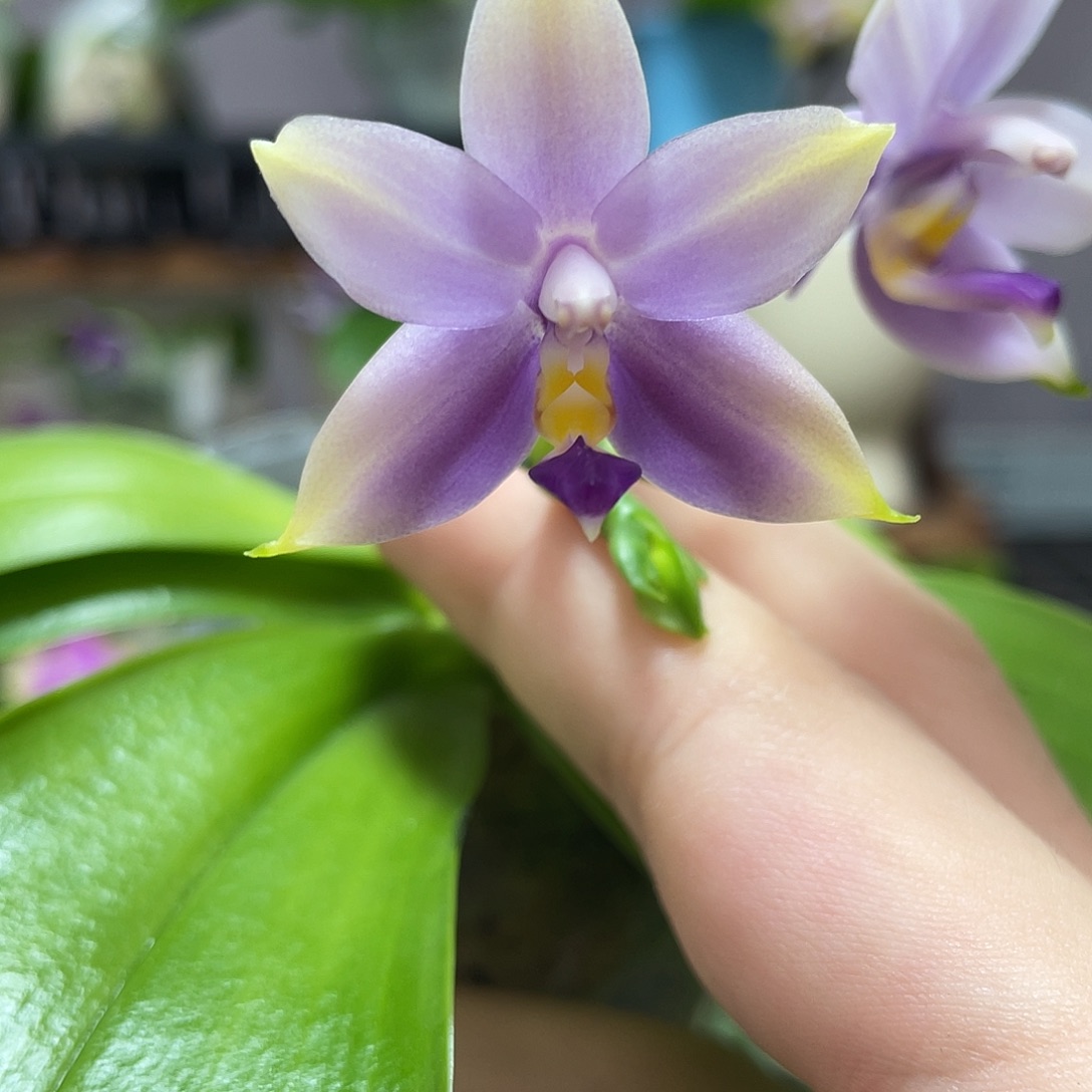 完全开放101叶瑕花期不保