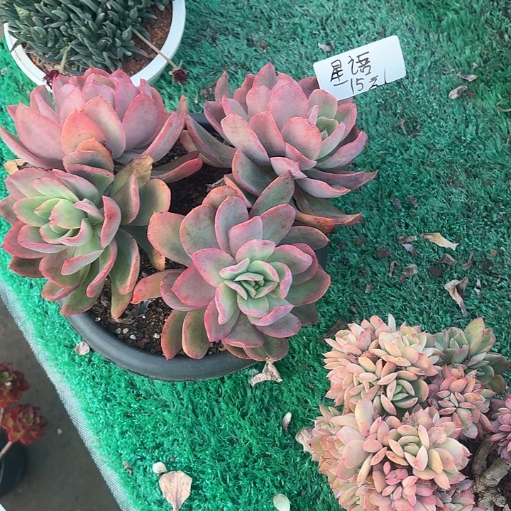 星***姐多肉植物一物一拍