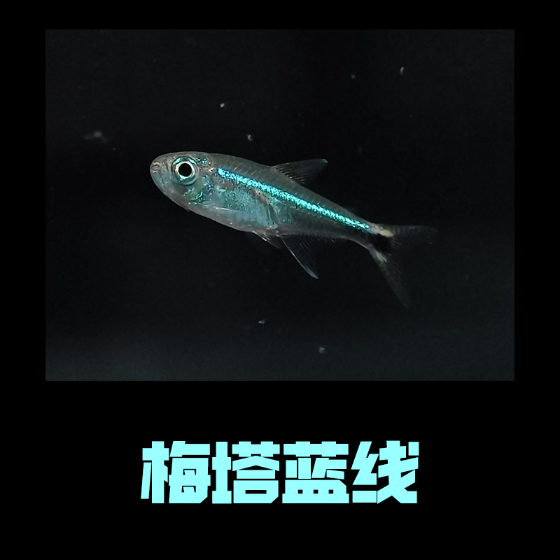 【梅塔蓝线】灯科鱼鲜活小鱼观赏鱼热带鱼宝莲灯曼龙鱼