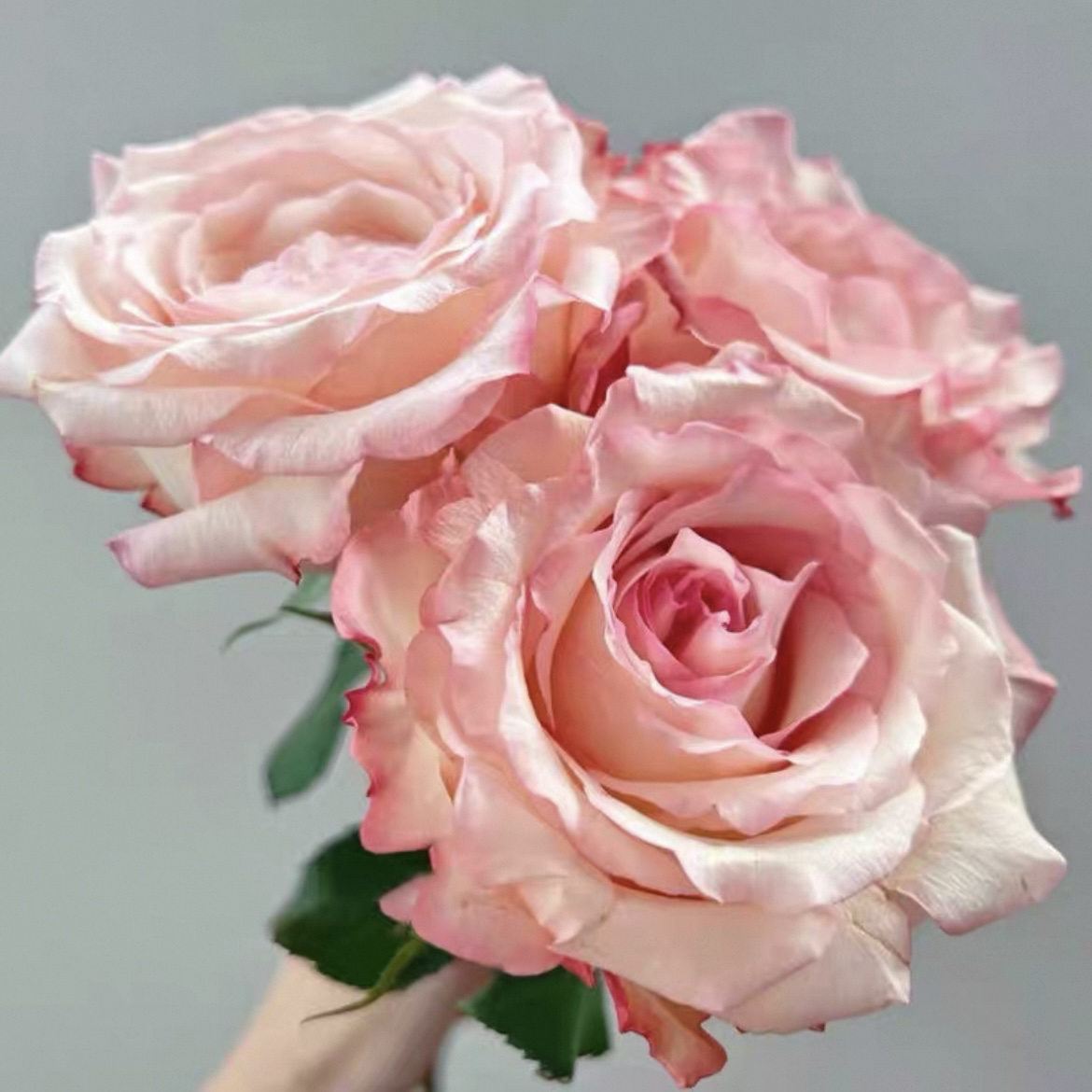 乔伊斯月季花苗四季开花大花浓香直立灌木盆栽庭院地栽切花玫瑰