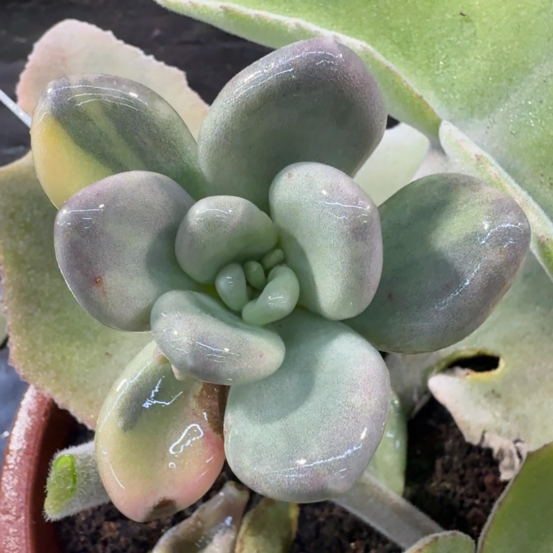 程序肉锦一颗多肉锦