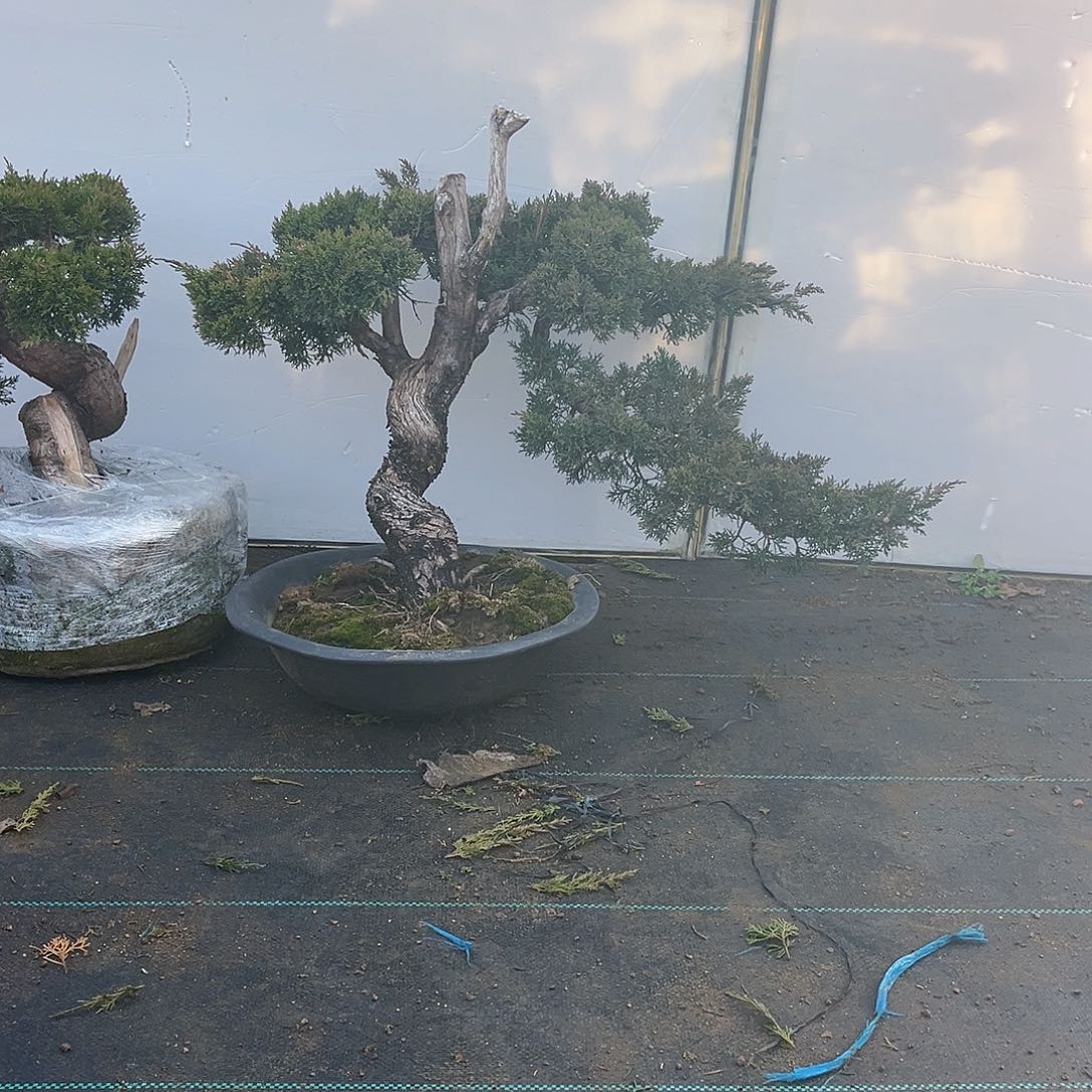 无花朵麦*啦济州真柏盆景