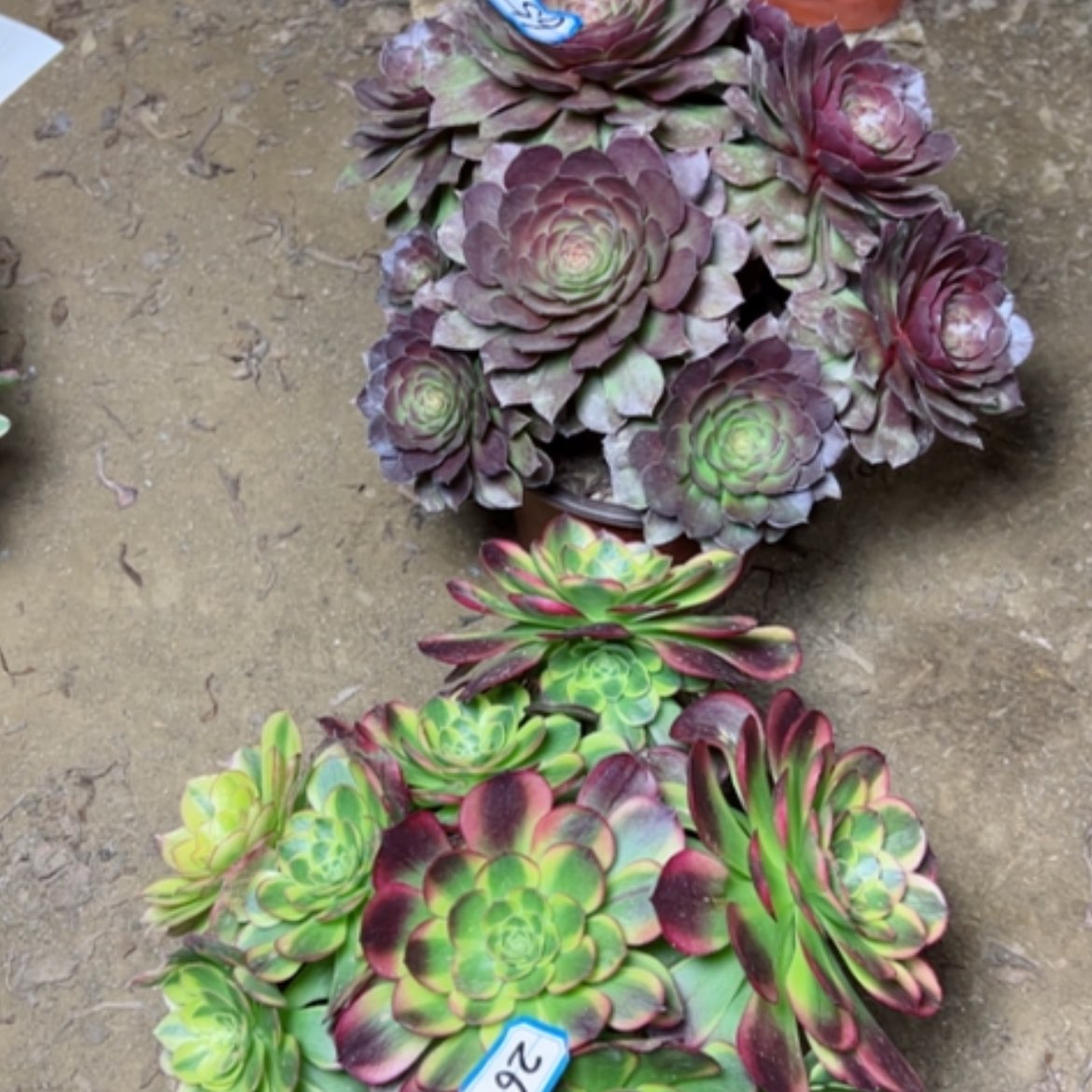 【闪购商品】丽多肉植物两个65