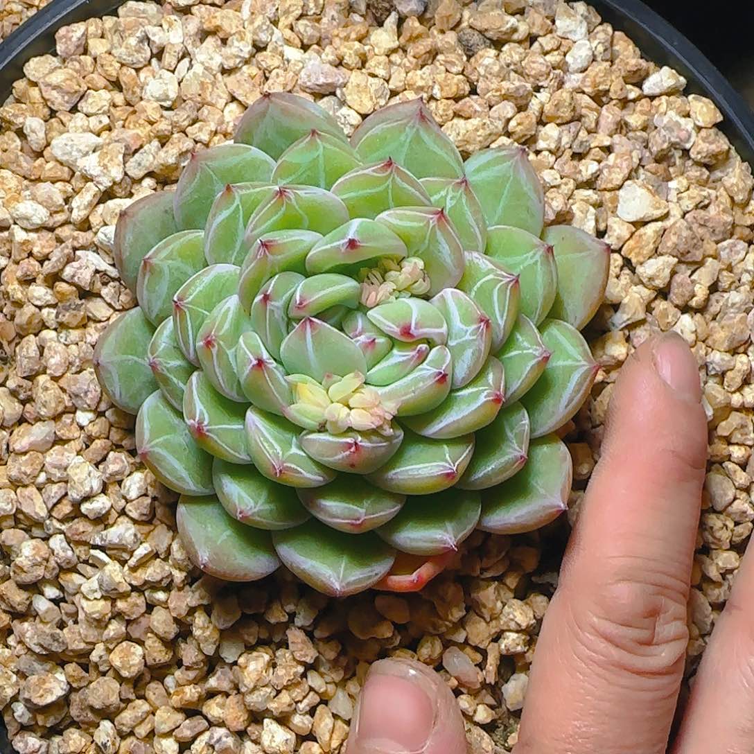 白**人雪花珍妮167号一物一拍