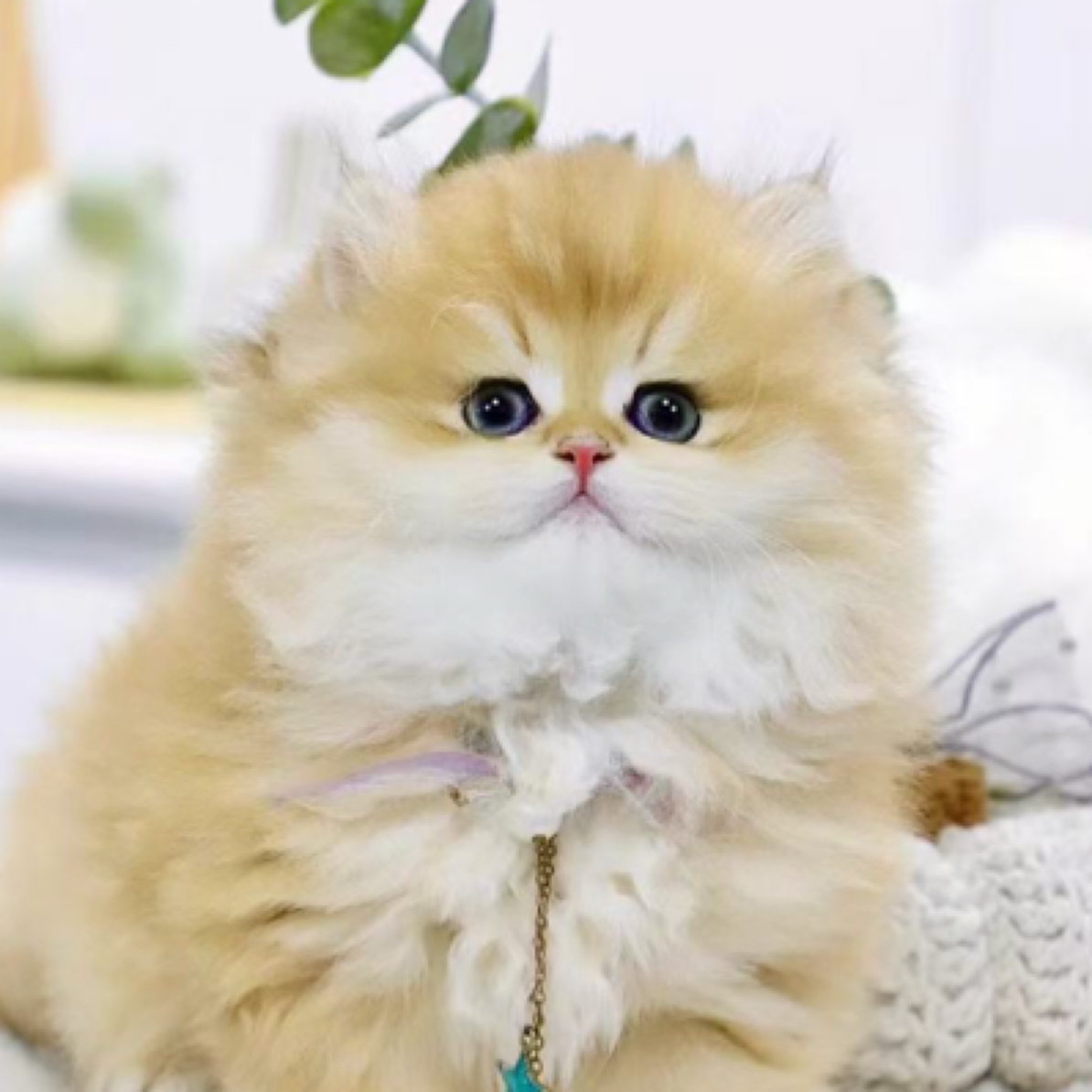 【燕子猫包到家包30天售后】活体猫咪全款链接