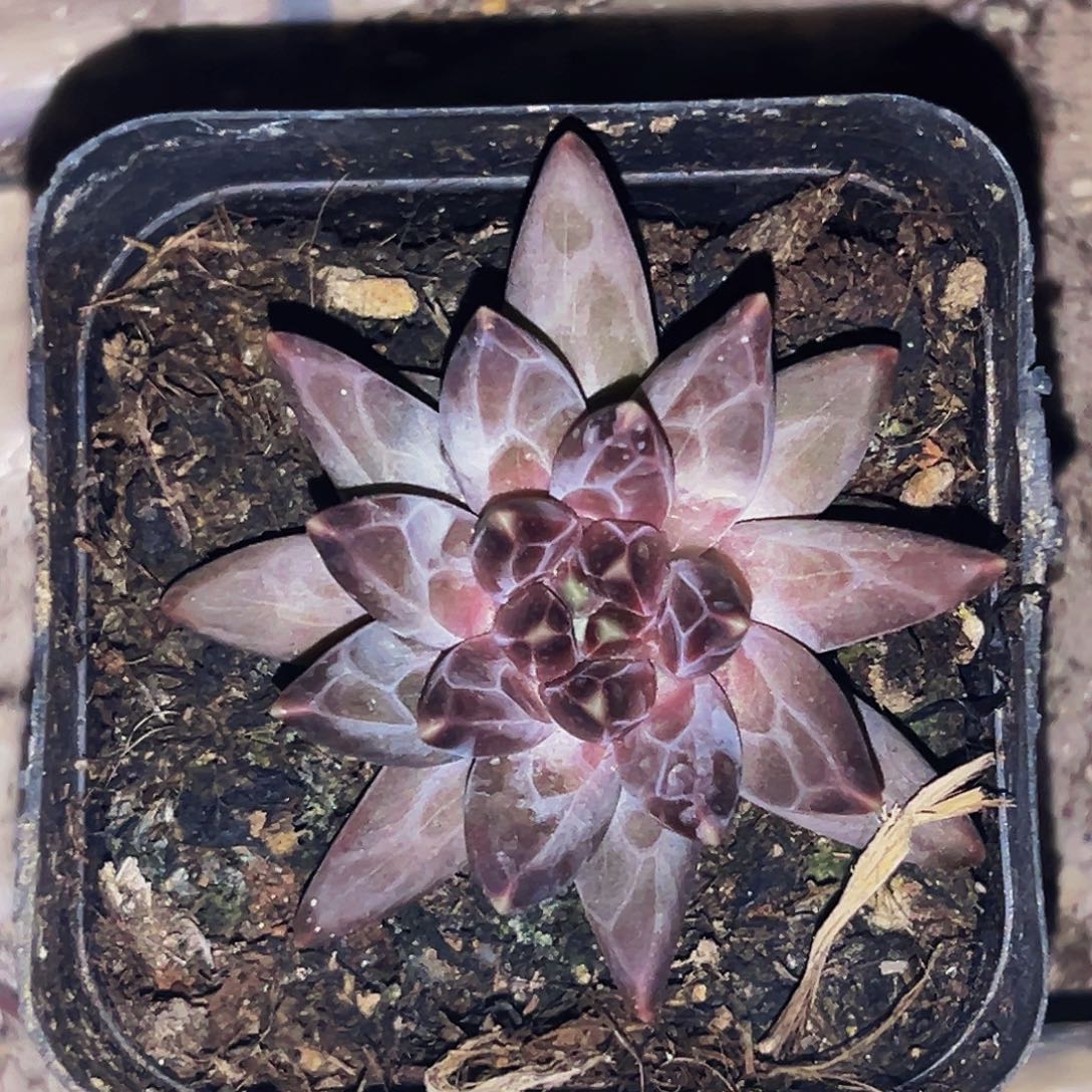 桔云多肉美人精品系列