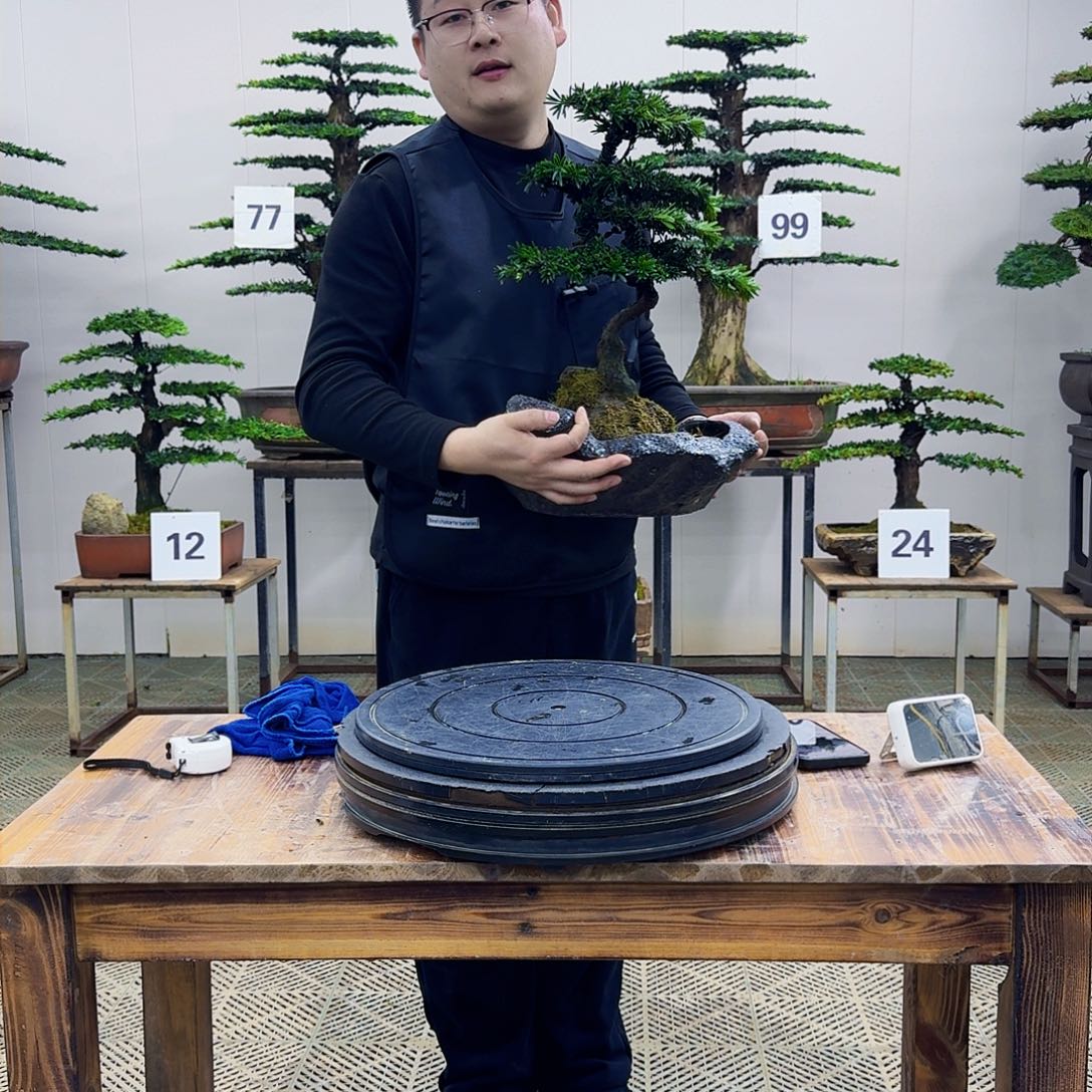 盆景米叶罗汉松盆景