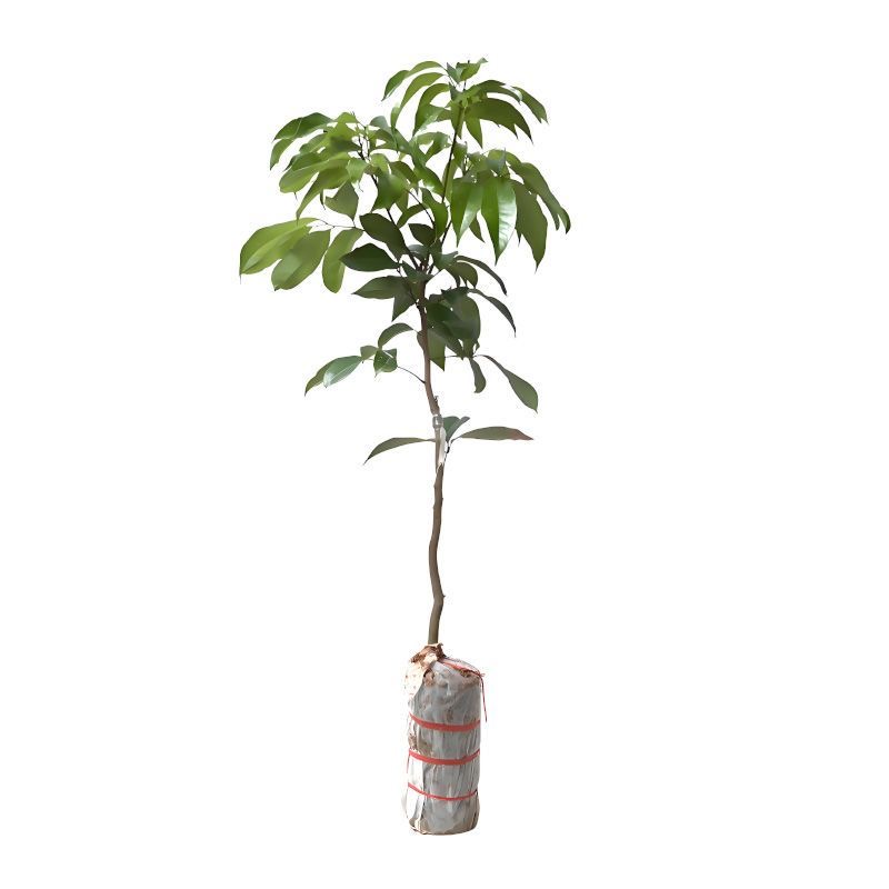 广西妃子笑桂味先进奉【带土带叶】先绿植物发货