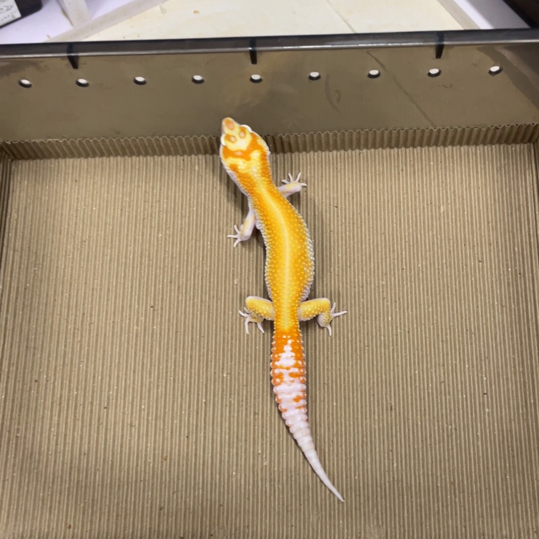 豹纹守宫白黄暴龙红直线 母