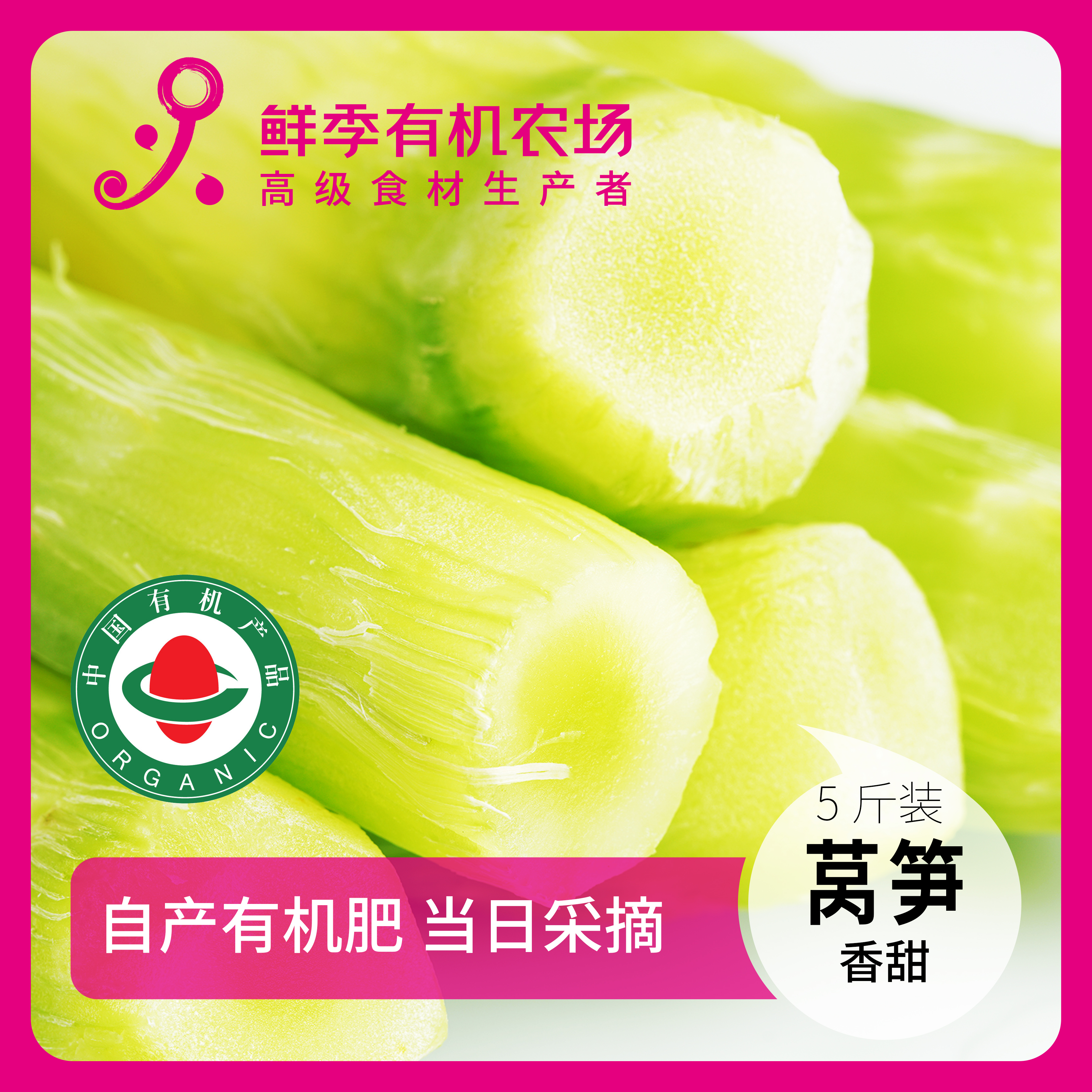 鲜季全自产 有机绿皮莴笋  现采摘/无保鲜剂