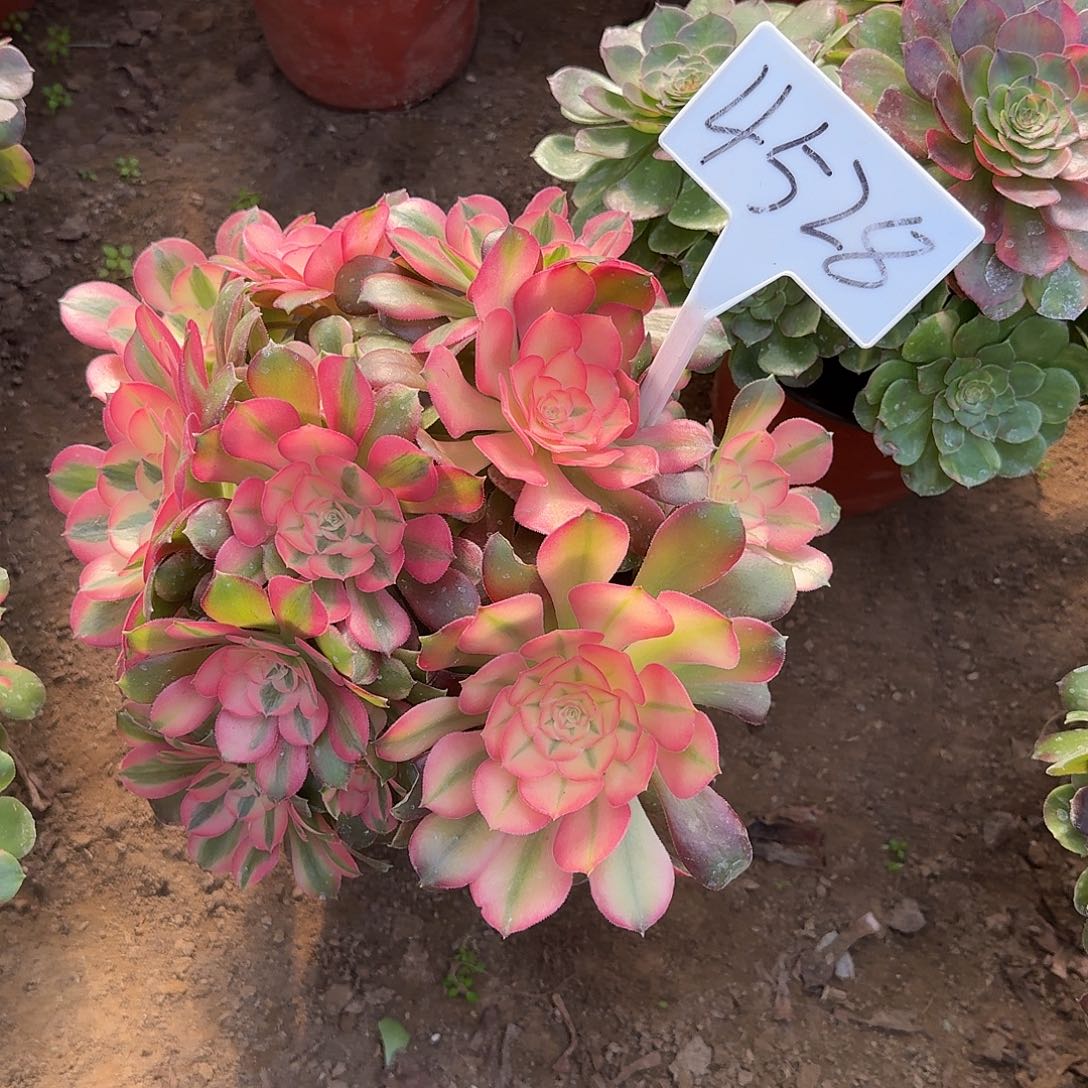 4528香妃多肉法师多肉