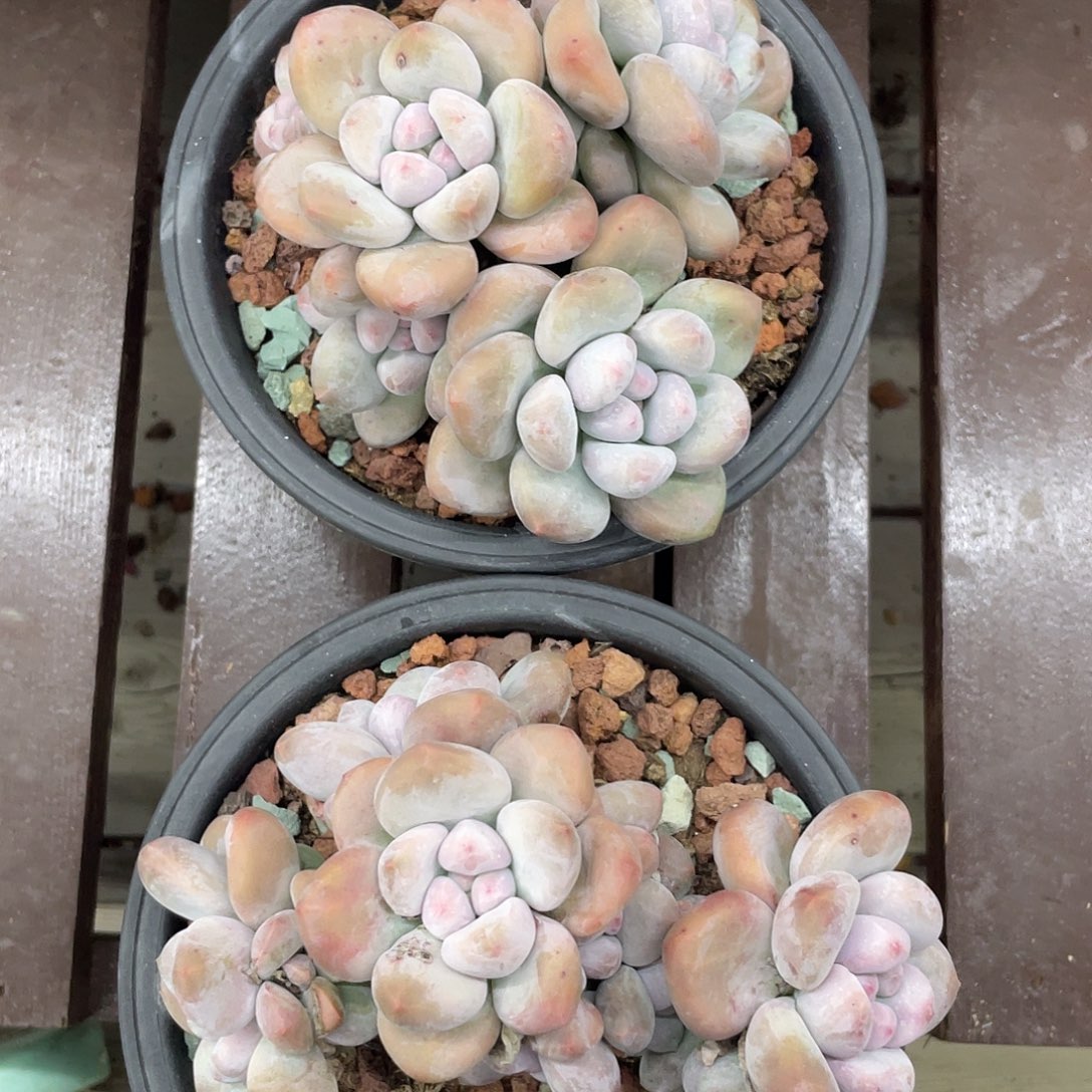 虾条寄养代售，香水两盆40元