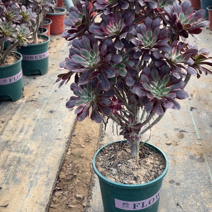 12多肉植物多肉多肉多肉