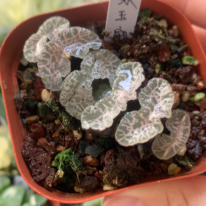 守冰玉扇一物一拍