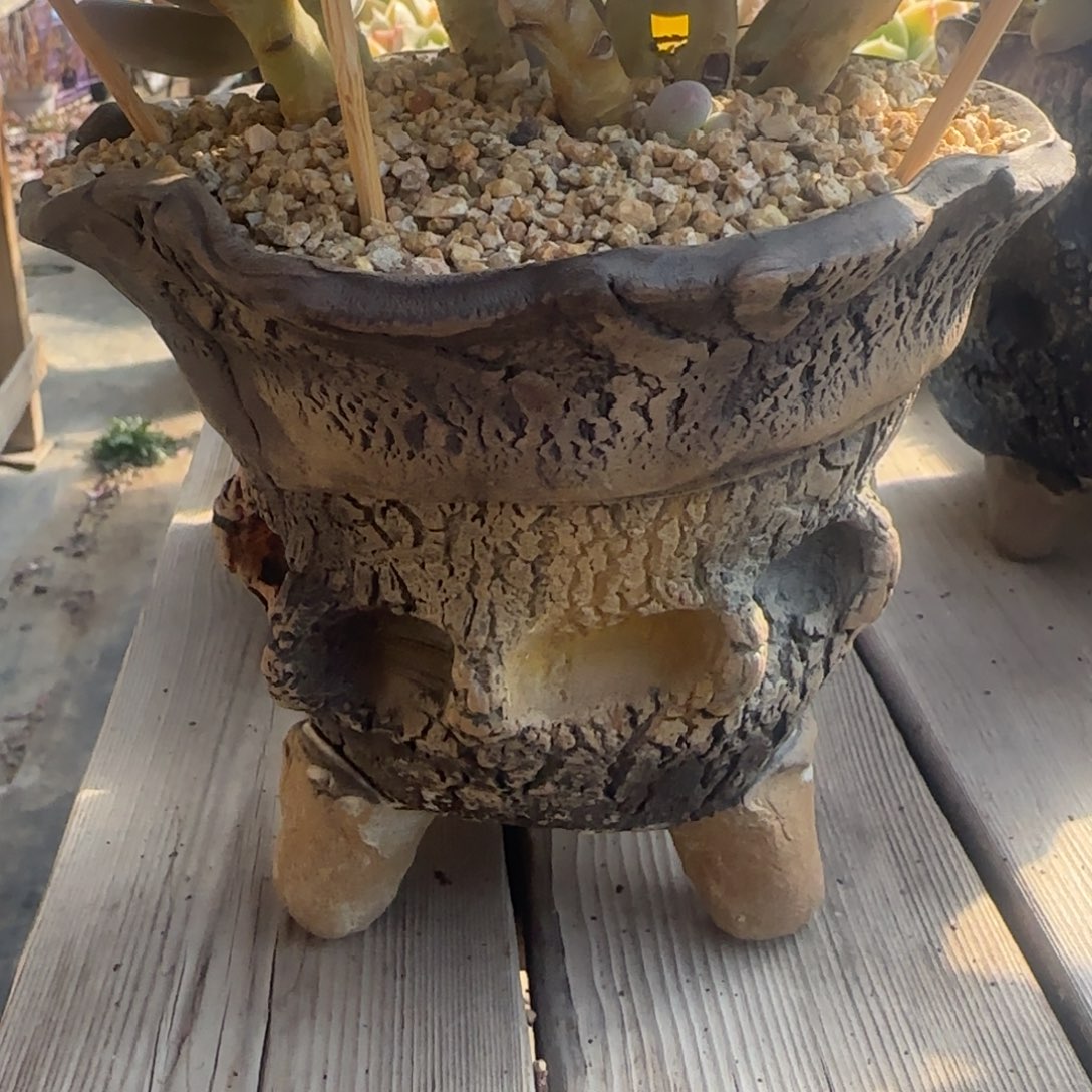 北遇一物一拍盆盆