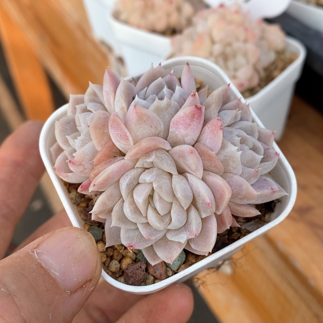 精品多肉一物一拍不包整199