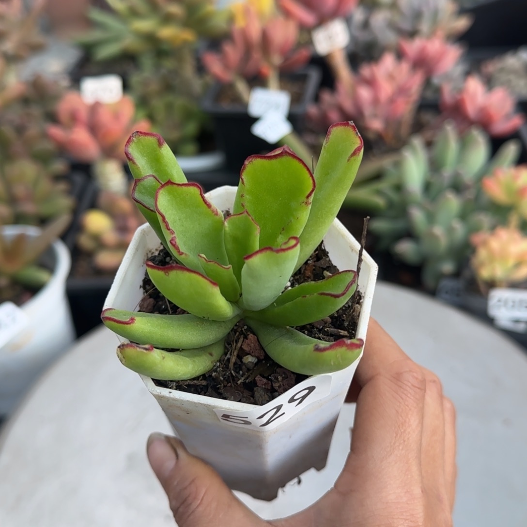 529号一物一拍一物一拍