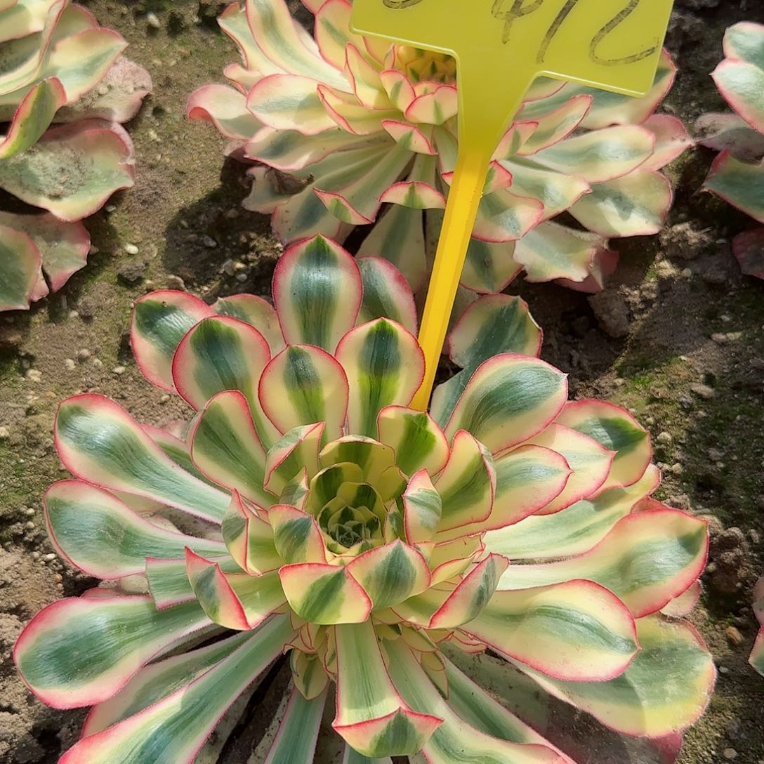 是****12-472---多头多肉植物