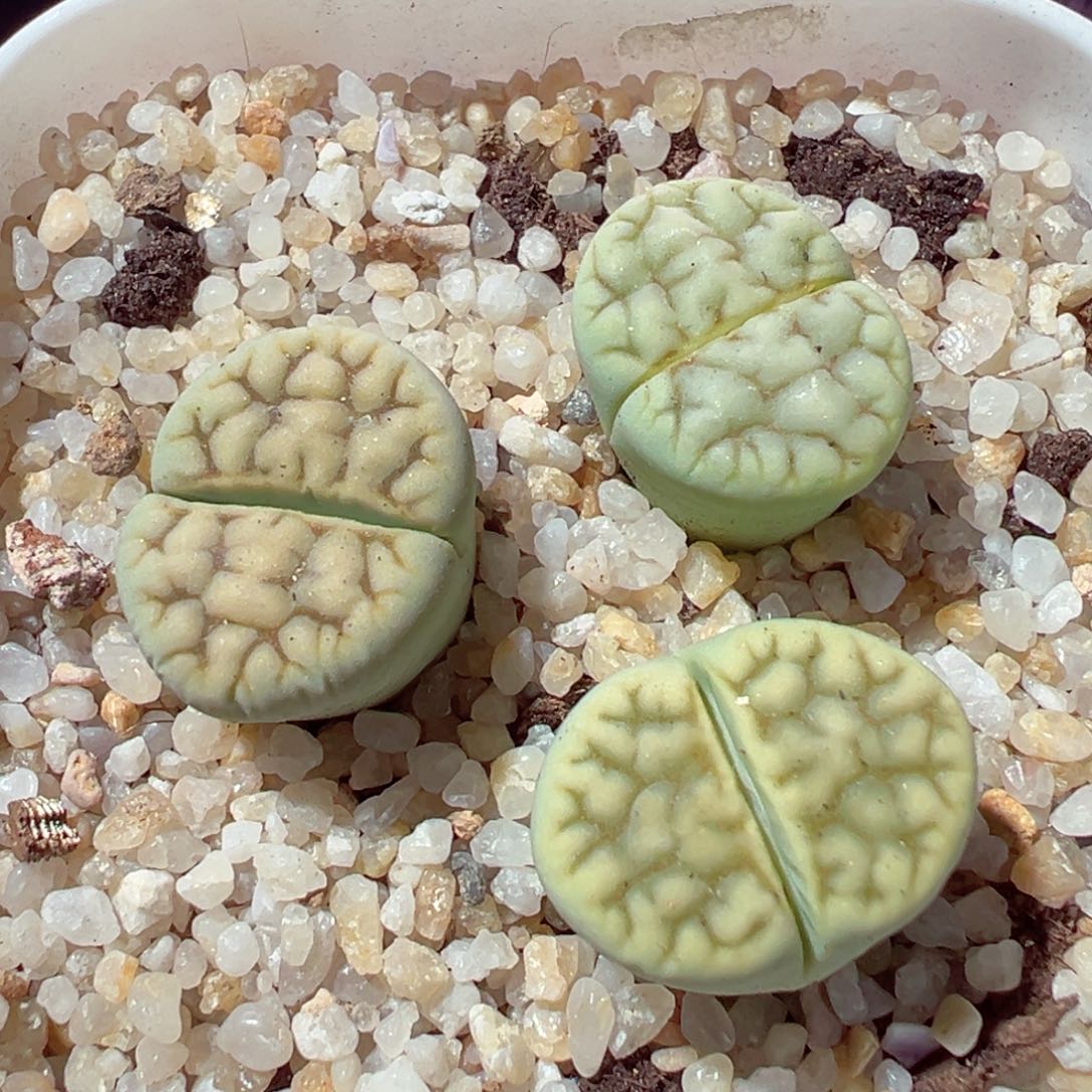 1126-475绿花纹三颗