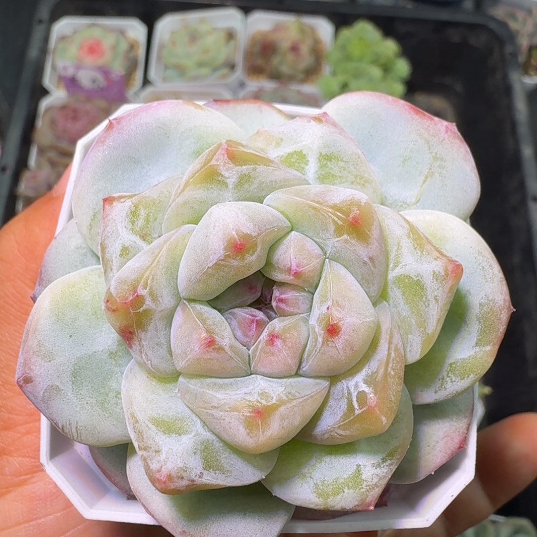 优选刚毅单头开播福利