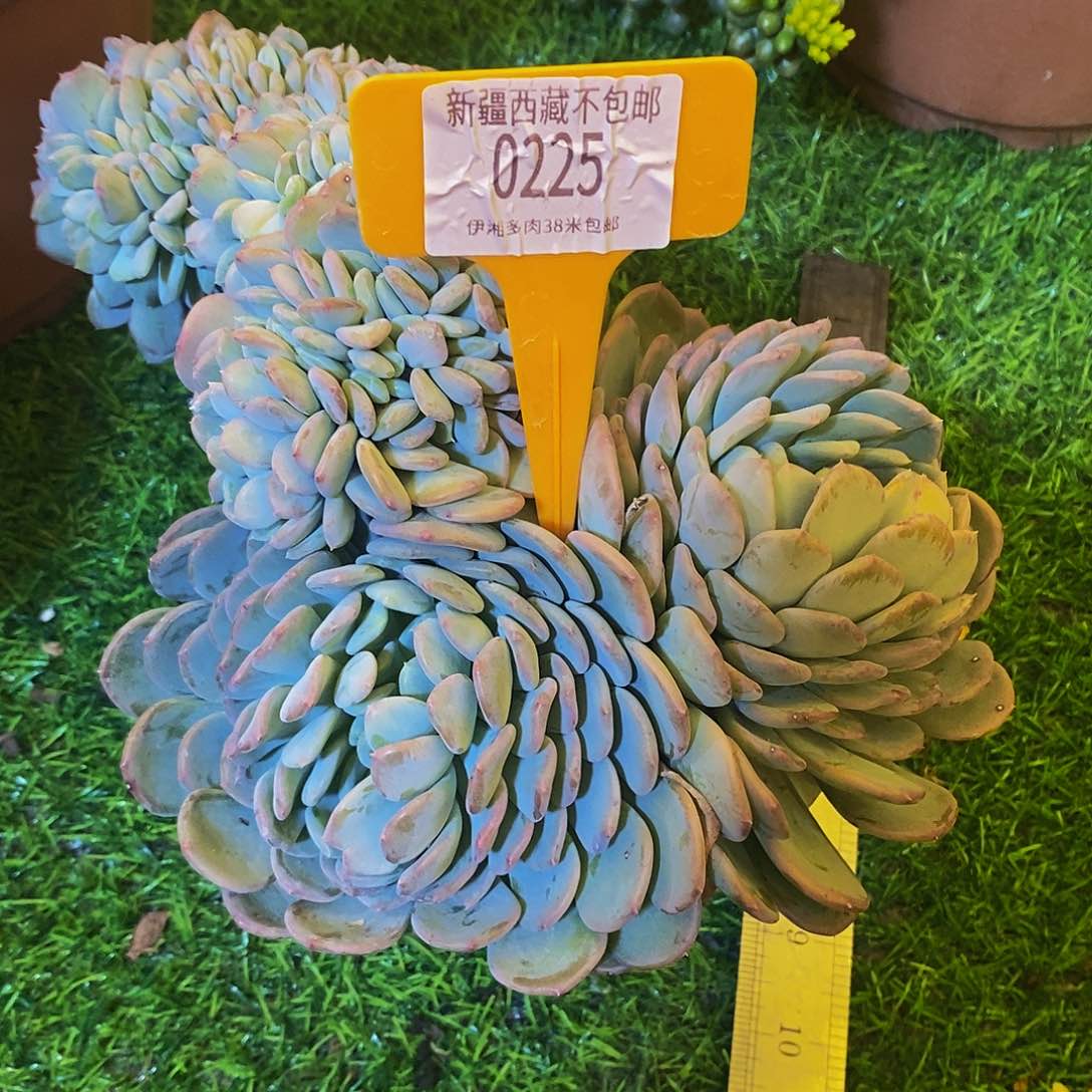 用****5玛瑙缀0225。       