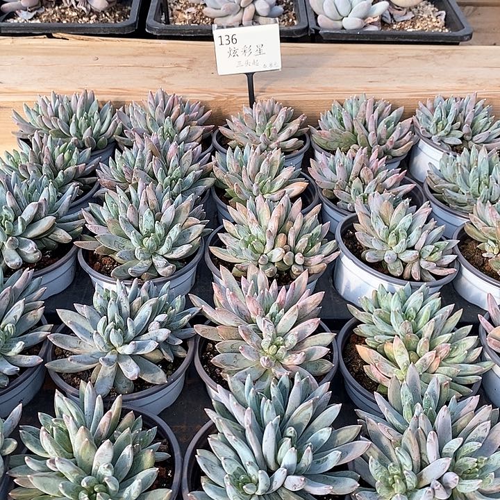 136炫彩星多头 福利多多