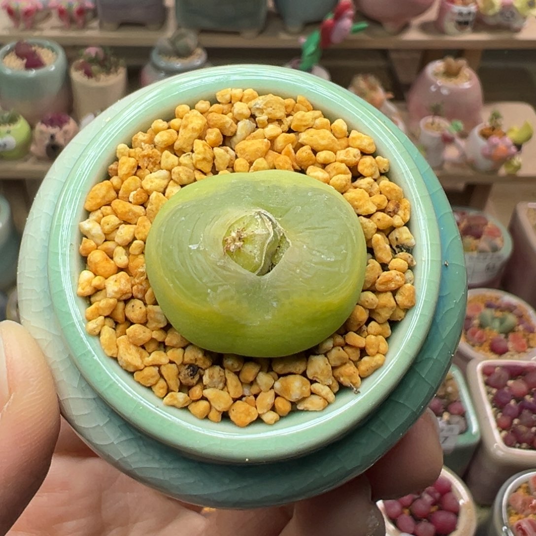 多肉植物73号0泡