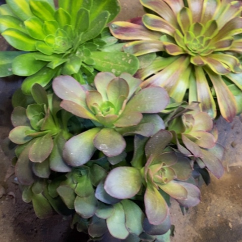 3盆多肉植物3042