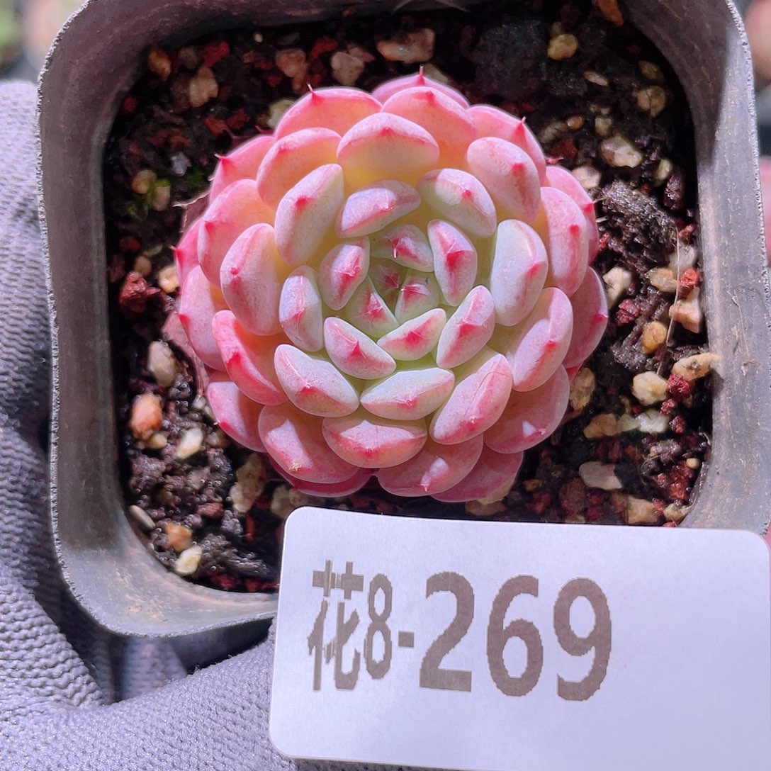 花利美 8-269哈尼