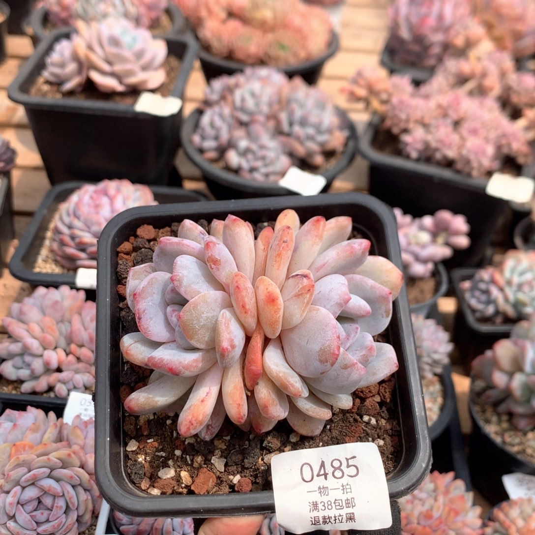 11厘米双头粉星影石化0485