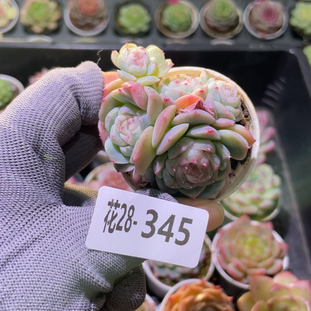 花利美28-345新品珍妮