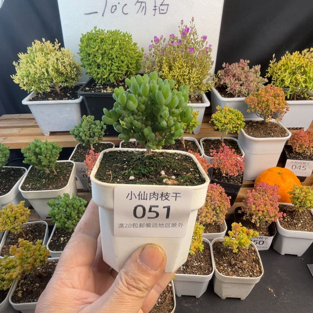 051枝干番杏8口盆元宝