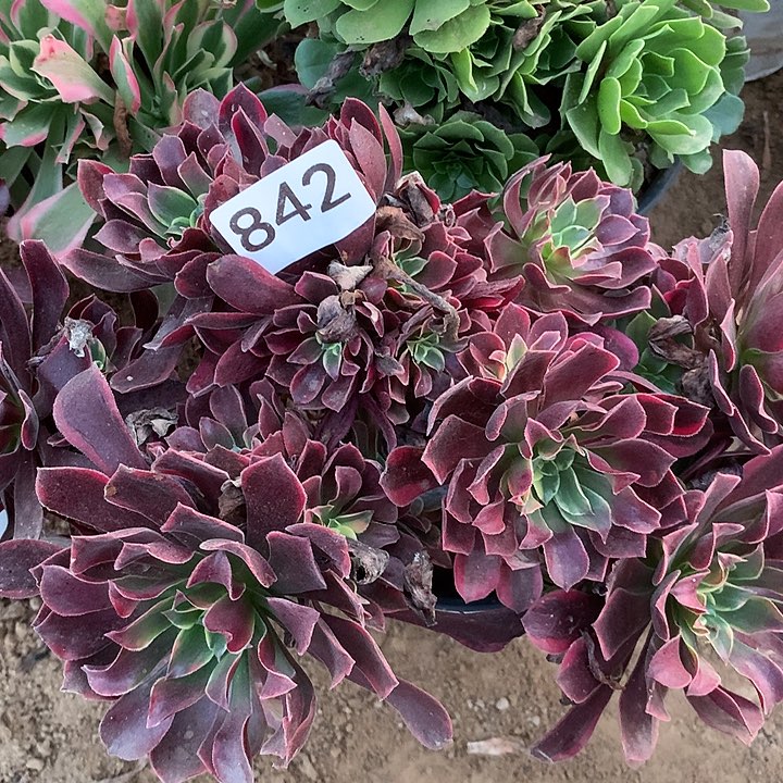 无花朵842金丝缺妖庄