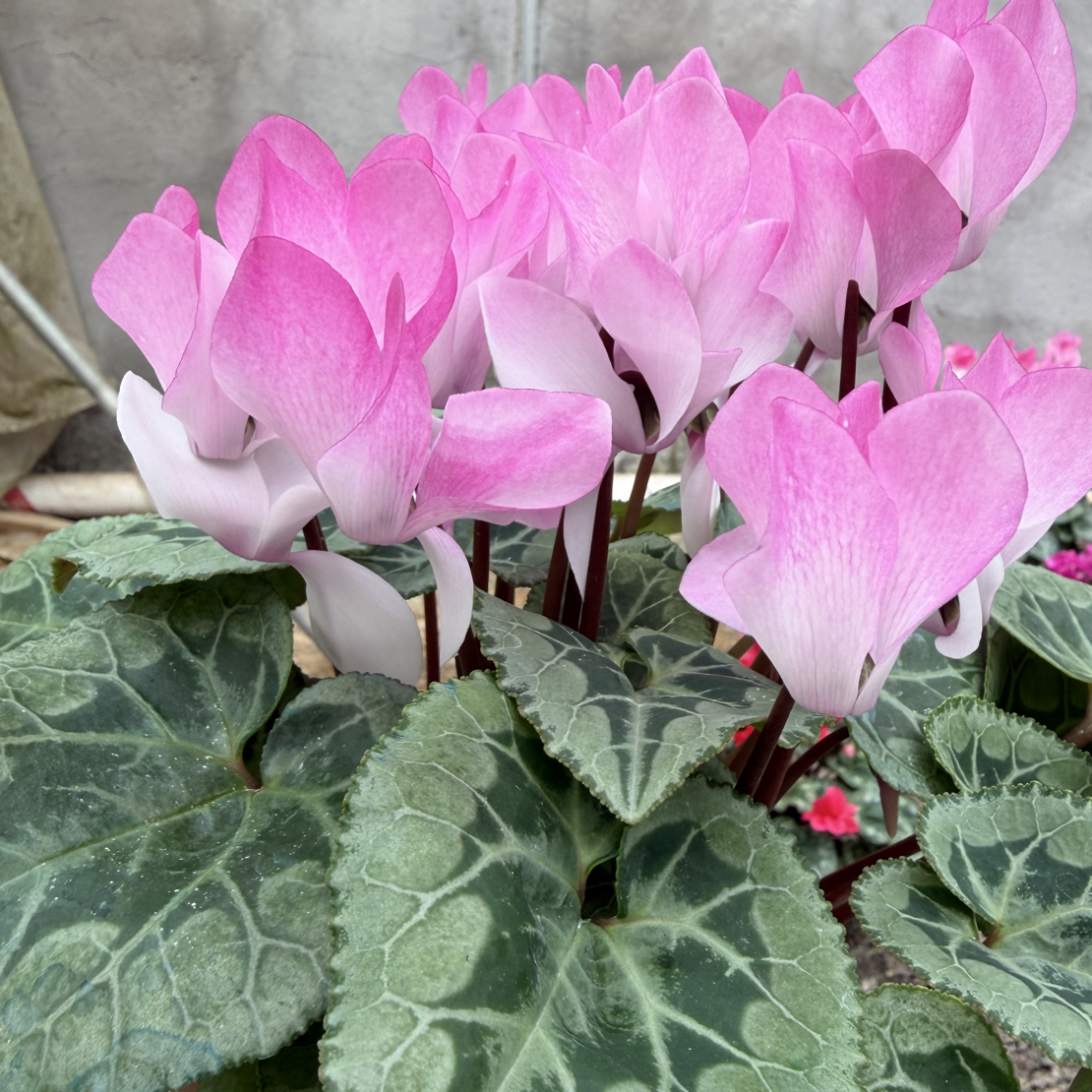 【海市蜃楼】130盆 变色款 仙客来室内观赏花卉