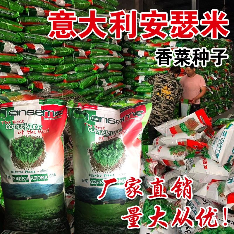 安瑟米进口香菜种子抗热耐寒香菜种籽苗大叶芫荽阳台盆栽蔬菜种孑
