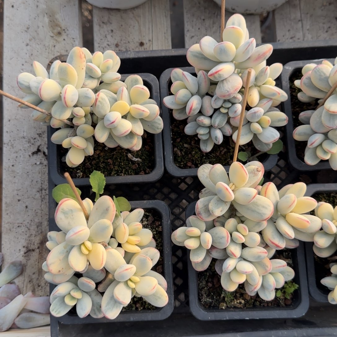 福娘锦自然群一颗