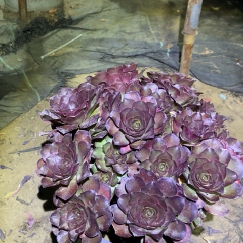 魅金玫瑰多肉植物027